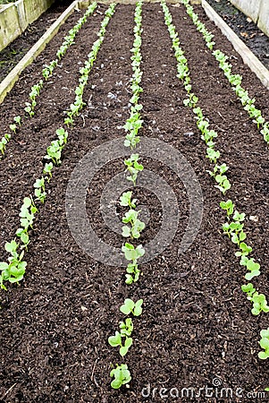A raised vegetable bed with five rows of seedling vegetables Stock Photo