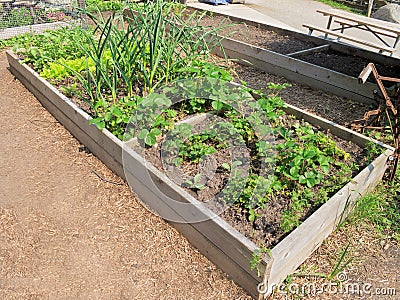 Raised Vegetable Garden Stock Image - Image: 19831571