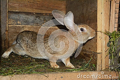 Raising & breeding rabbits on the farm Stock Photo