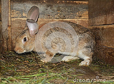 Raising & breeding rabbits on the farm in the wooden cage Stock Photo