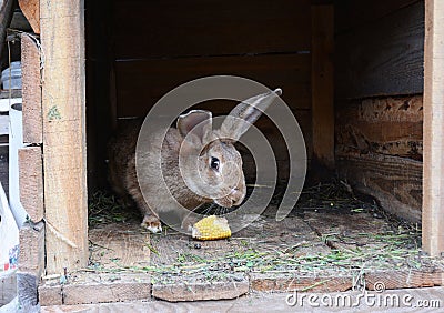 Raising and Breeding Rabbits for Meat. Feeding Rabbits with Corn on Rabbits Farm. Stock Photo