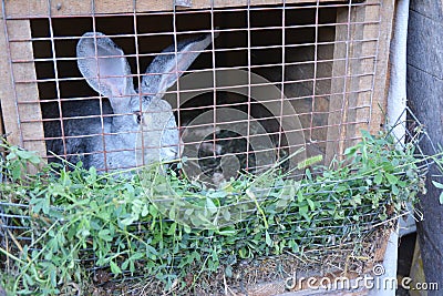 Raising & breeding rabbits on the farm Stock Photo