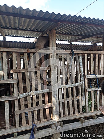 Raising goats, wooden pens where goats are raised Stock Photo