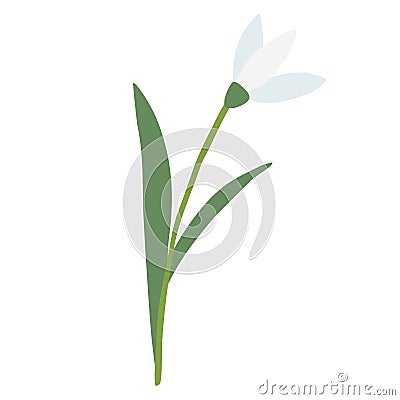 Raising snowdrop spring flower, isolated on white background, vector Vector Illustration