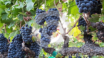 Raisins abondants sur la vigne Un plan rapproché de cuisson Raisins abondants sur la vigne Un plan rapproché de cuisson