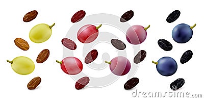 Raisins with grape berries in different colors on white background Vector Illustration