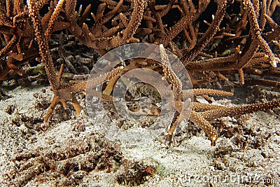 raja epaulette shark, hemiscyllium freycineti, epaulette shark Stock Photo