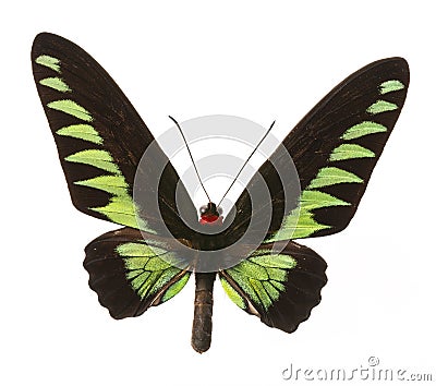 Rajah Brooke Birdwings- tropical buttelfly Stock Photo