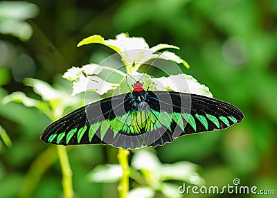 Rajah Brooke butterfly in a lovely garden Stock Photo