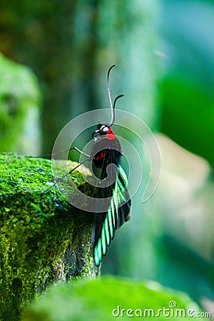 Rajah Brooke black and green birdwing butterfly Stock Photo