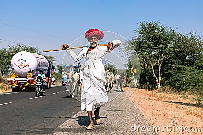 Rajasthani shepherd and its herd of cows Editorial Stock Photo