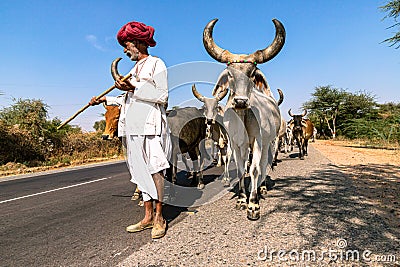 Rajasthani shepherd and its herd of cows Editorial Stock Photo