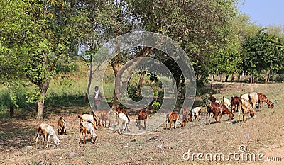 A Rajasthani tribal man wearing traditional colorful turban and brings his flock of goats Editorial Stock Photo