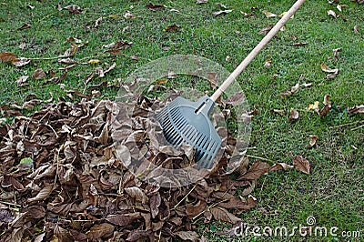 Rake leaves in the garden Stock Photo