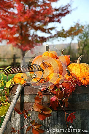 Rake and pumpkins Stock Photo