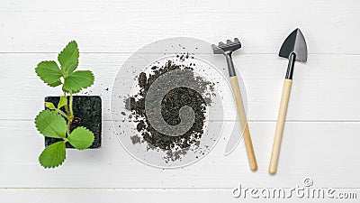 Rake with a shovel, soil and a young plant on a wooden background. Stock Photo