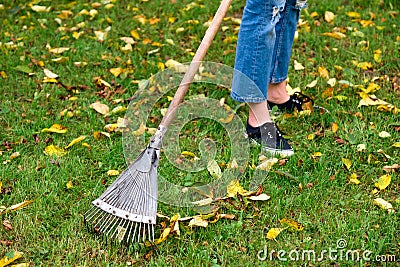 Raking fall leaves from lawn with leaf rake in autumn. Seasonal garden work. Backyard cleaning Stock Photo