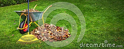 Raking fallen autumn leaves from backyard lawn. copy space Stock Photo