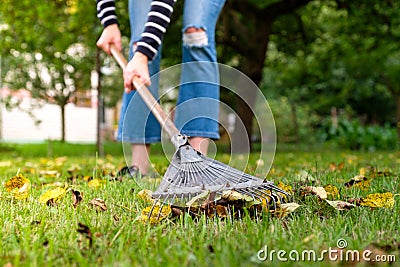 Raking fallen leaves in garden. Gardener woman cleaning lawn from leaves in backyard. Woman standing with rake. Autumnal seasonal Stock Photo