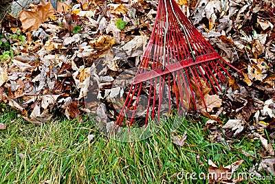 Raking Leaves Stock Photo