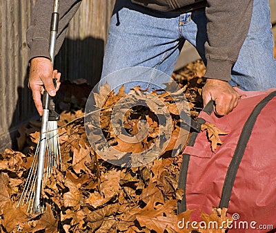 Raking Leaves Stock Photo