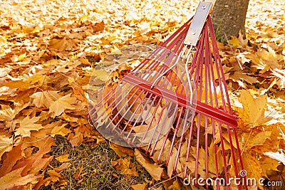 Raking leaves detail of metal rake leaning up against the trunk of a maple tree with piles of bright yellow leaves on the ground Stock Photo