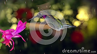 Rallentamento dell'ombelico maschio visita il fiore rosa nella giornata di pioggia stock footage Rallentamento dell'ombelico maschio visita il fiore rosa nella giornata di pioggia stock footage