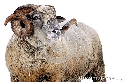 Ram Stock Photo