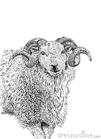 The Ram Cartoon Illustration