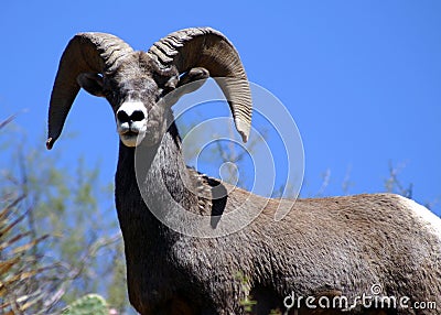 Ram Stock Photo