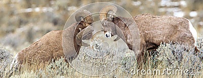 Ram Bighorn Sheep Stock Photo