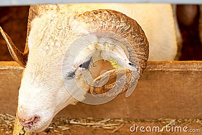 A ram eating from the feedbox Stock Photo