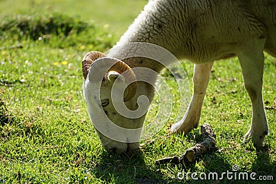 Ram on the green meadow Stock Photo