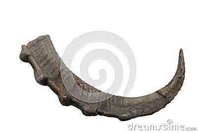 Ram horn Stock Photo