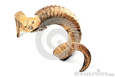 Ram Horn Stock Photo