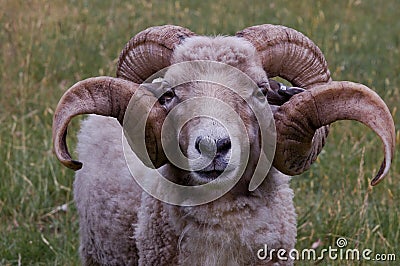 A ram with nice horns Stock Photo