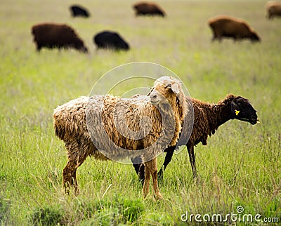 Ram in the pasture in the spring Stock Photo