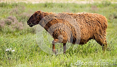 Ram in the pasture in the spring Stock Photo