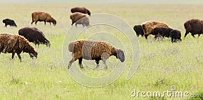 Ram in the pasture in the spring Stock Photo