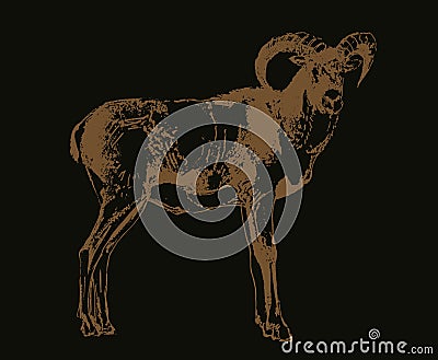 Ram sketch Stock Photo