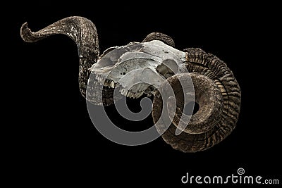 Ram skull Stock Photo