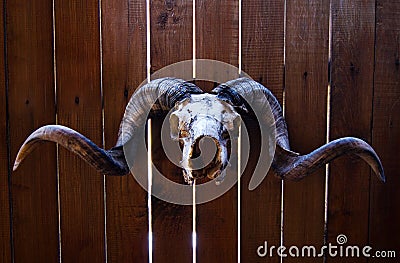 Ram skull Stock Photo