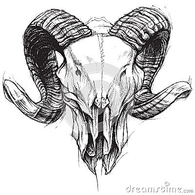Ram Skull Vector Illustration