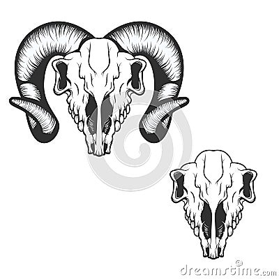 Ram skull. vector illustration. Vector Illustration