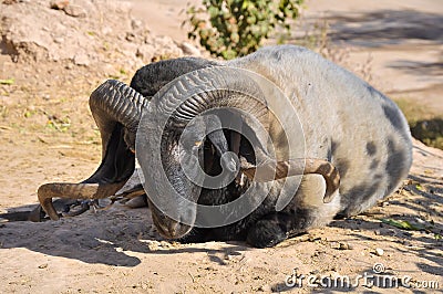 Ram with twisted into a spiral horns Stock Photo