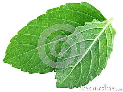 Rama tulsi leaves Ocimum tenuiflorum foliage isolated, top view Stock Photo