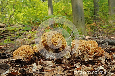 Ramaria flava fungus Stock Photo