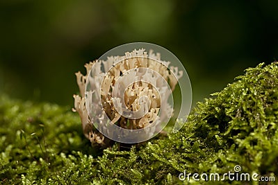 Ramaria stricta Stock Photo