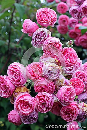 Rambling wild pink roses Stock Photo