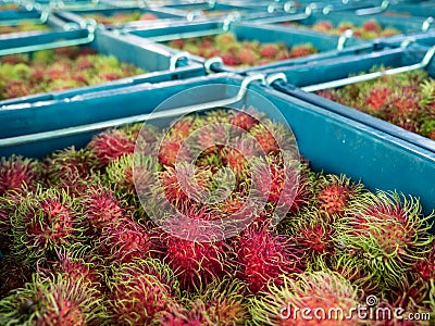 Rambutan fruits in blue bins Stock Photo